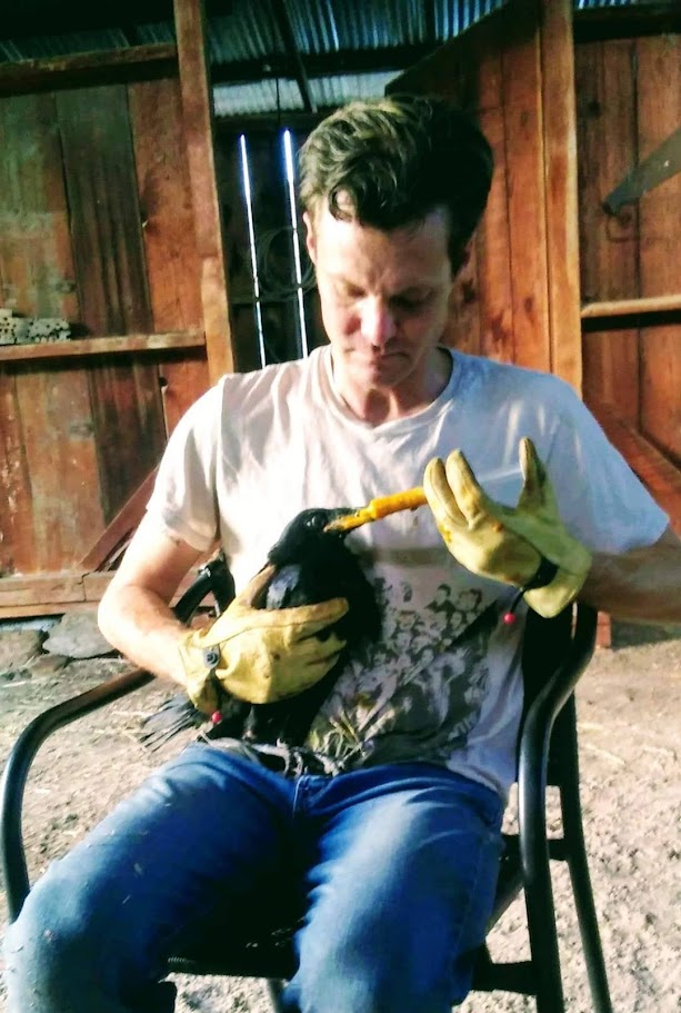 tweed feeding a baby raven with a syringe