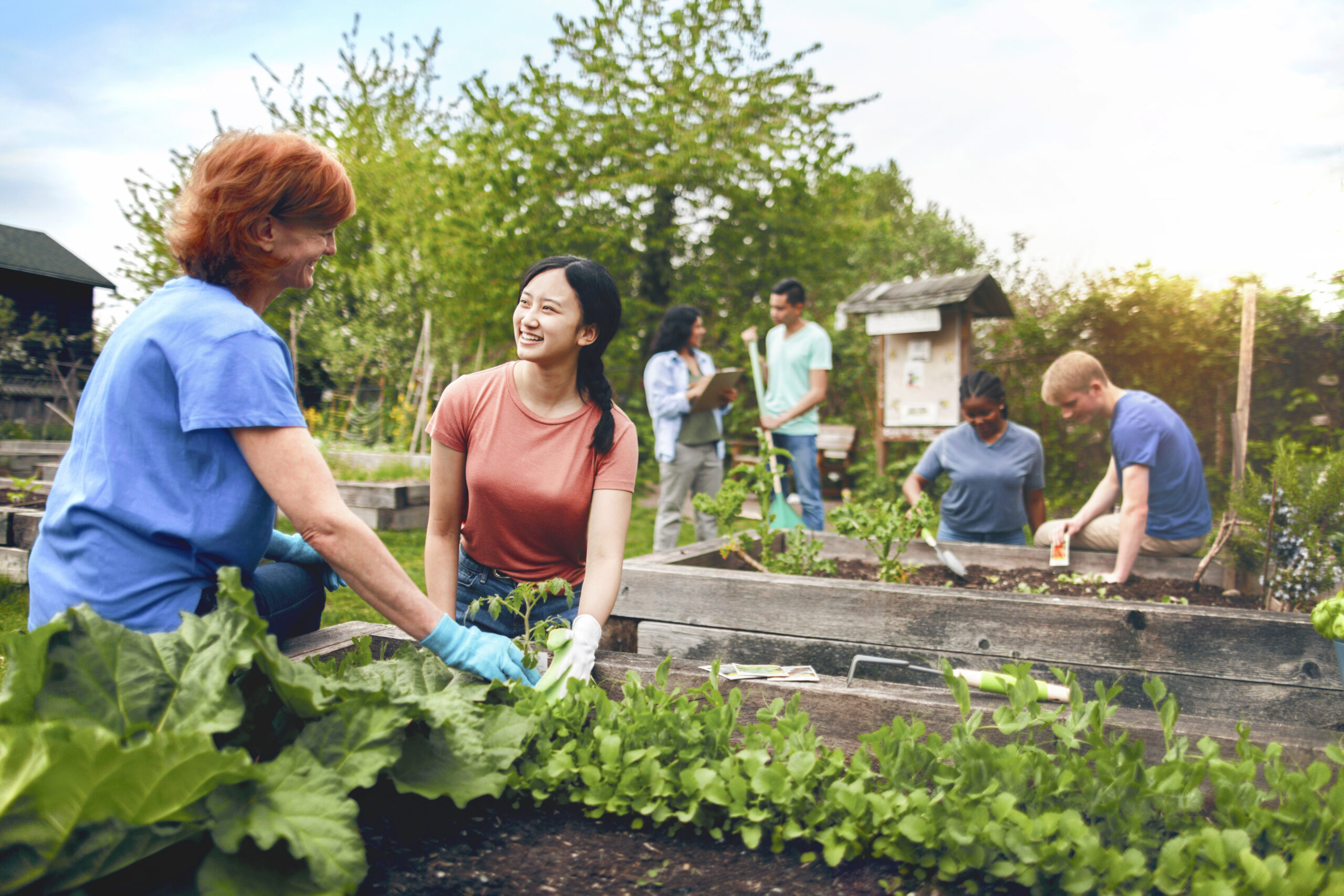 Multiracial group of young men and young women gather as volunteers to plant vegetables in community garden with mature woman project manager advice and teamwork - Tweed for Junction City Council